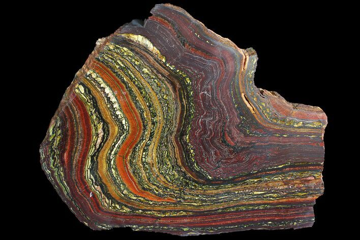 Polished Tiger Iron Stromatolite - ( Billion Years) #92968